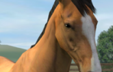 My Horse 2