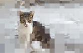 Repixel Find a Cat